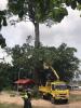 ออกพื้นที่ตรวจสอบการตัดแต่งกิ่งต้นยาง บริเวณบ้านทุ่งโพธิ์